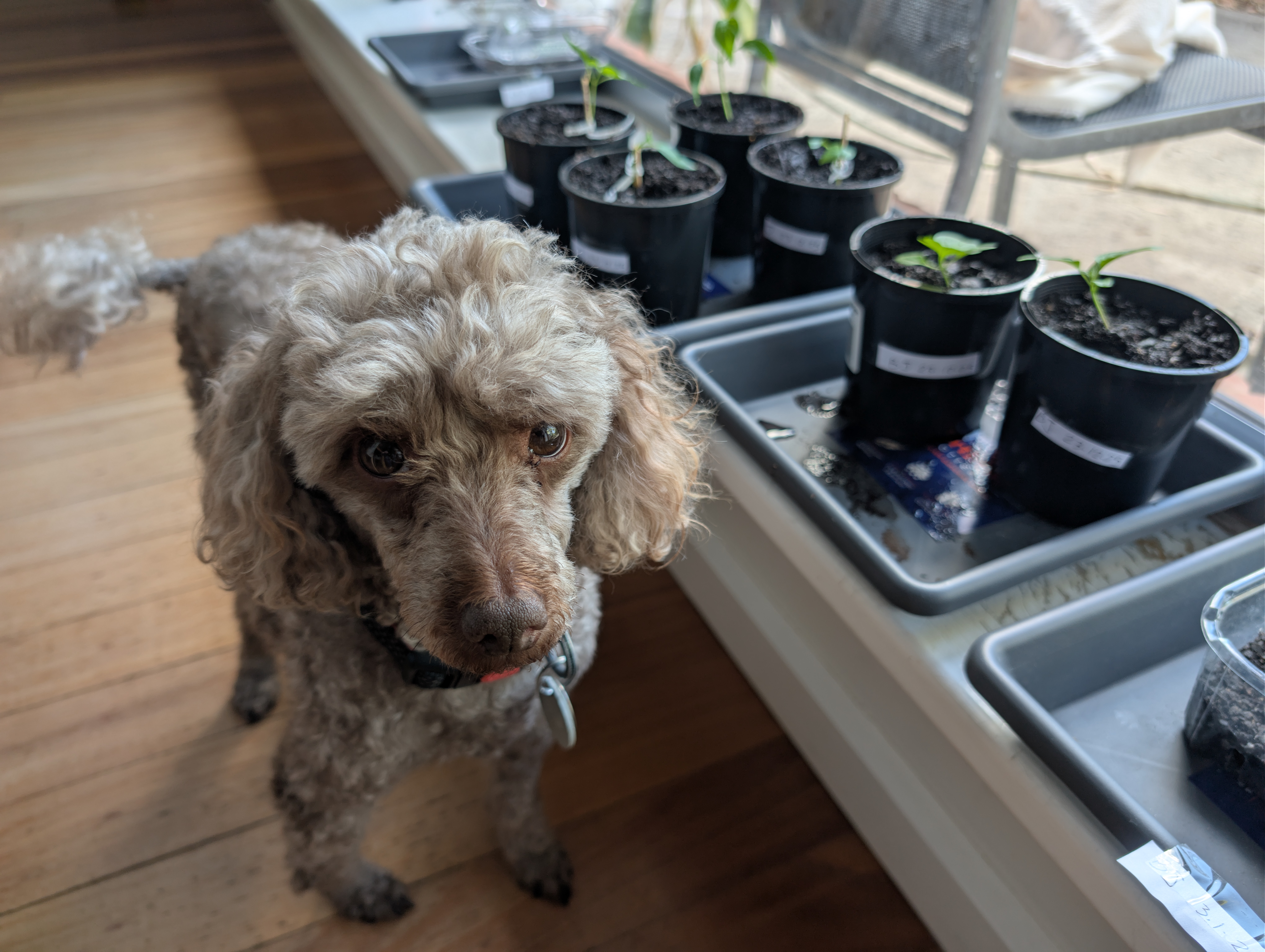 The head gardener supervising